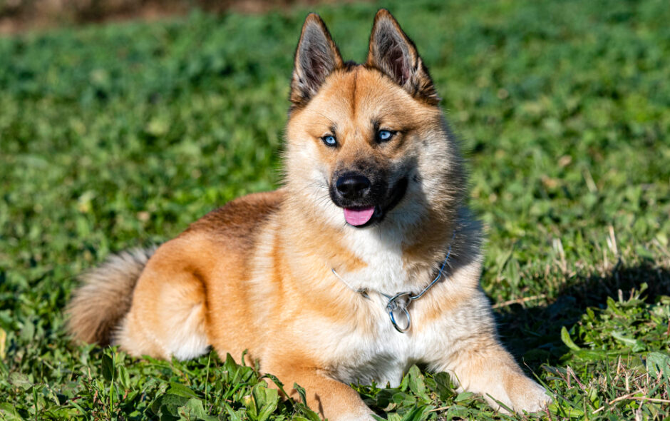 chien pomsky