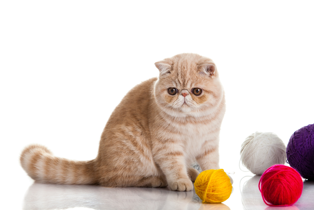 Exotic shorthair