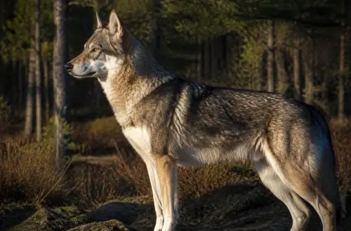 découvrez notre guide complet pour mieux comprendre le comportement du chien loup américain, ses besoins, son tempérament et comment vivre harmonieusement avec lui.