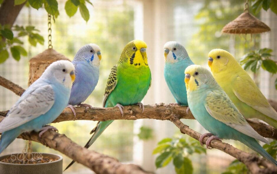 découvrez pourquoi connaître le ratio entre femelles et mâles perruches est essentiel pour optimiser votre expérience d'élevage, assurer leur bien-être et favoriser une reproduction harmonieuse.