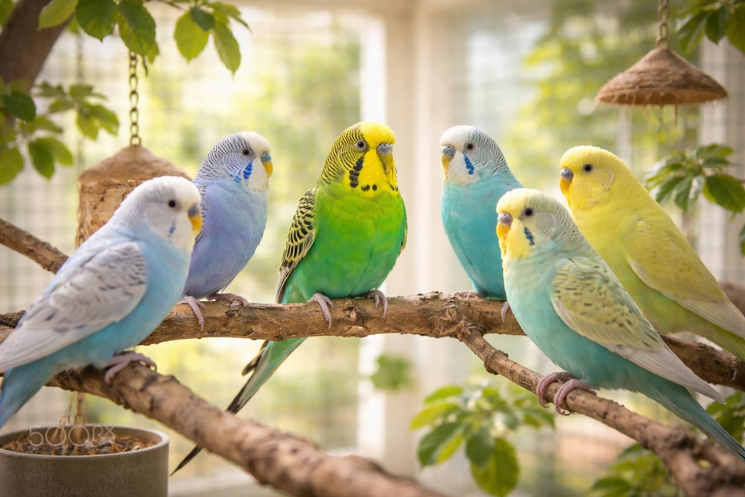 découvrez pourquoi connaître le ratio entre femelles et mâles perruches est essentiel pour optimiser votre expérience d'élevage, assurer leur bien-être et favoriser une reproduction harmonieuse.
