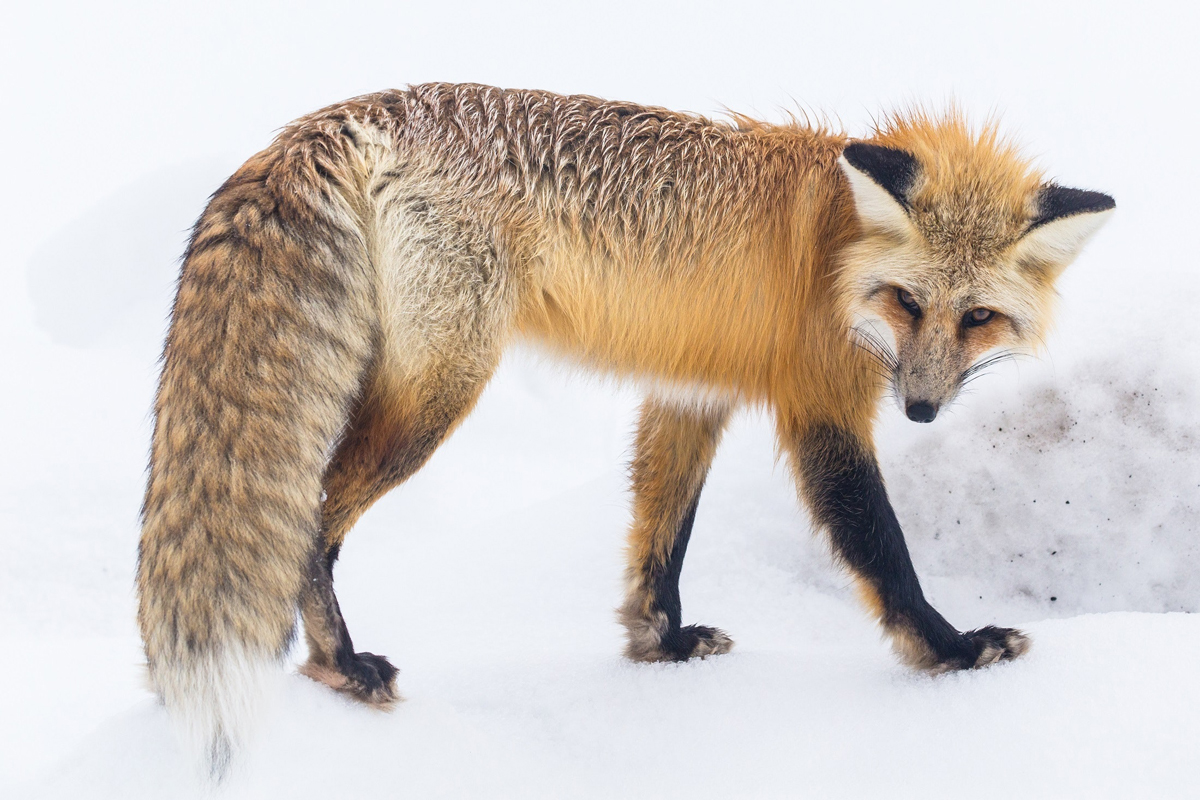 animaux d'Islande pour les amoureux de la nature