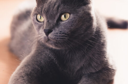 Quels sont les plus beaux chats du monde ?