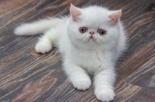 Chat Exotic Shorthair : origines, caractère et santé de ce chaton