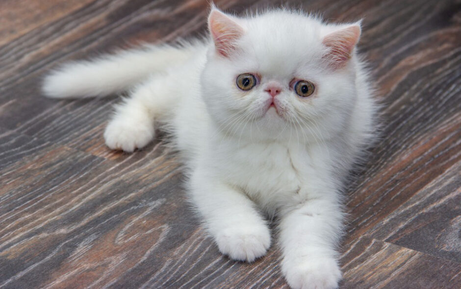 chat Exotic Shorthair