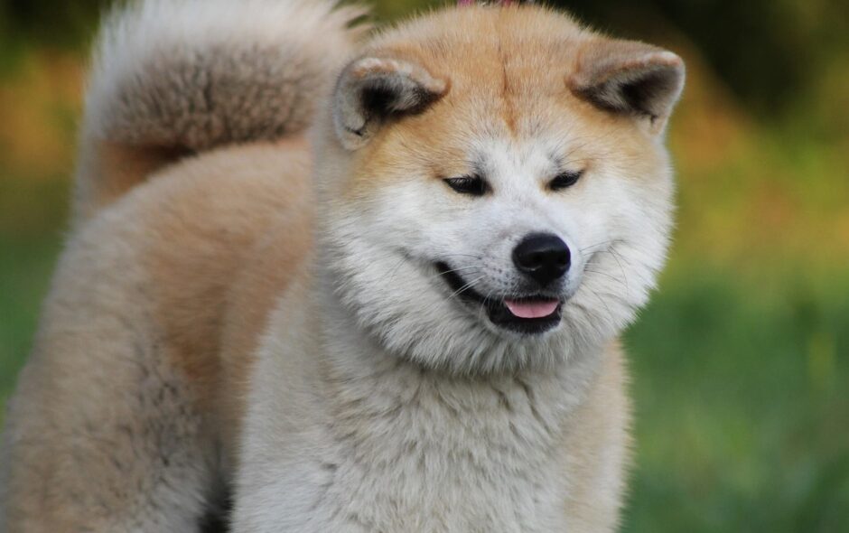 chien cher