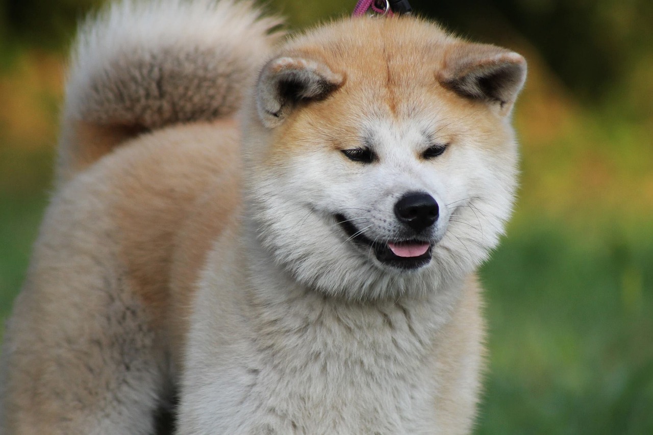 chien cher