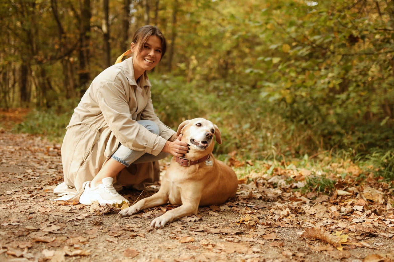 chiens de chasse