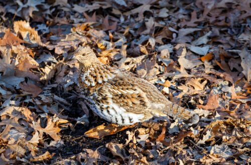 Les meilleurs endroits en Amérique du Nord pour la chasse par temps froid