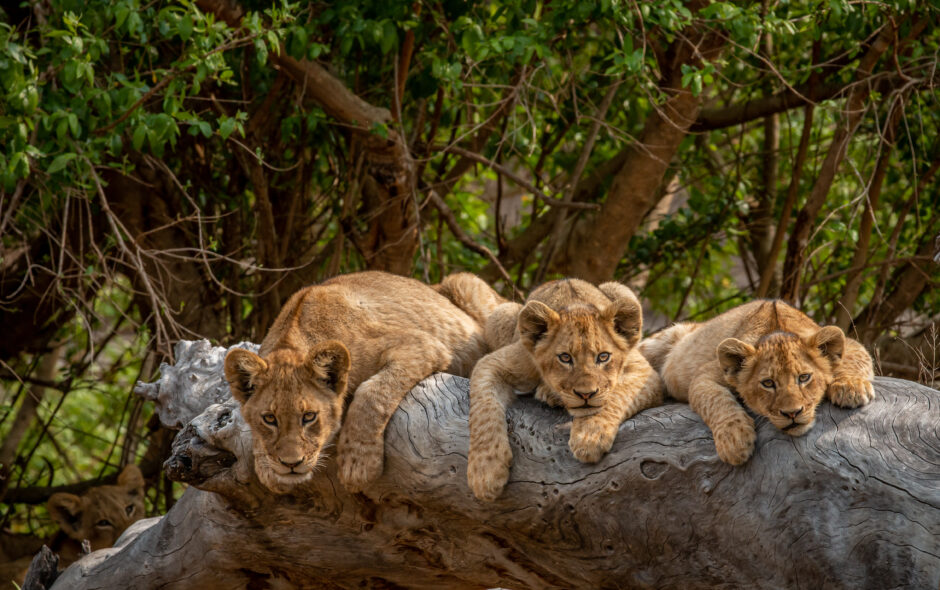 lionceaux