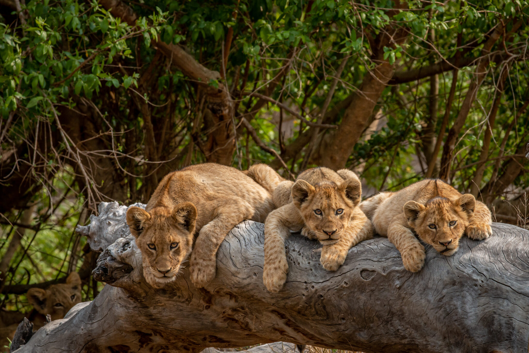 lionceaux