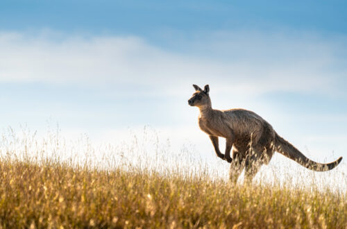 Top 6 des lodges de luxe en Australie