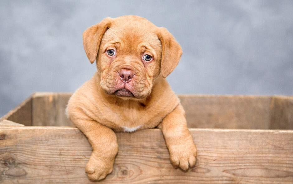 prénom choisir pour un chien