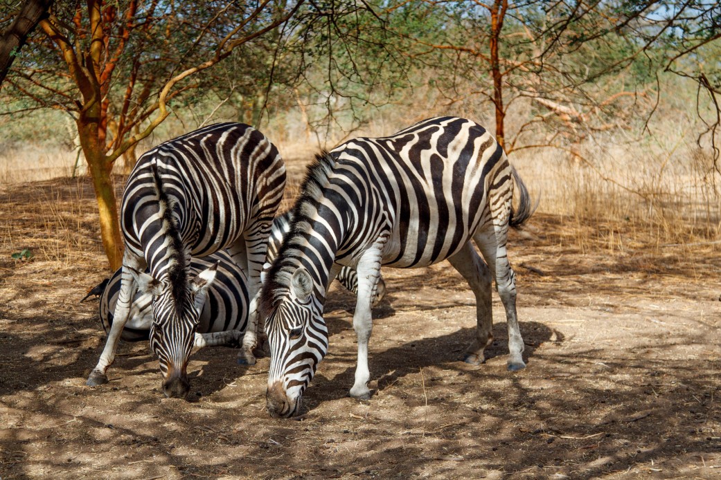 safari de luxe