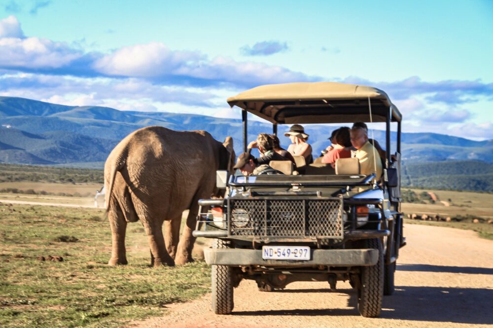 safari