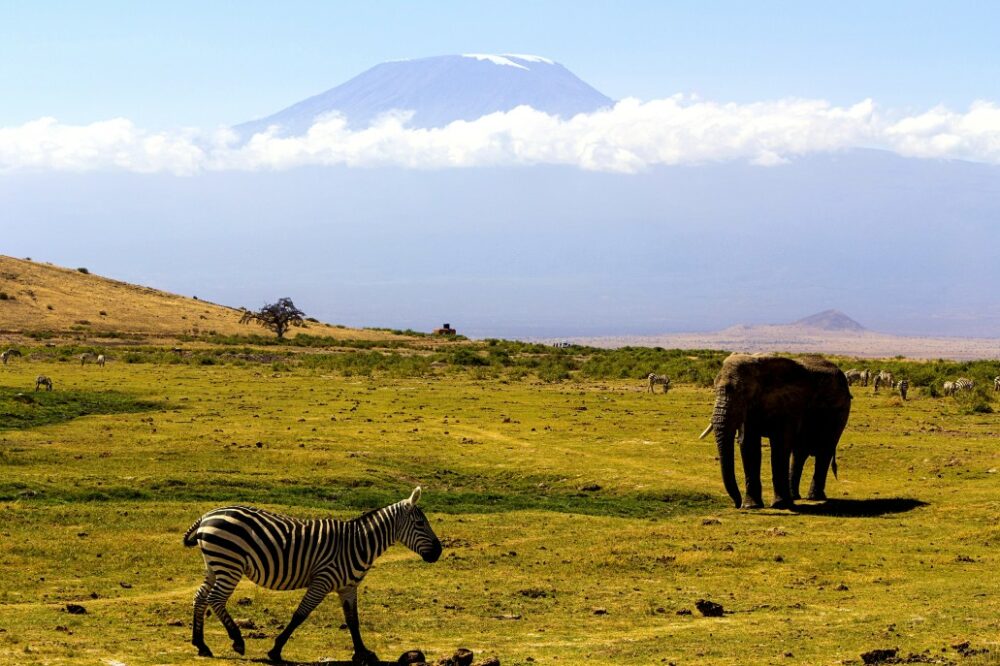 safarie tanzanie