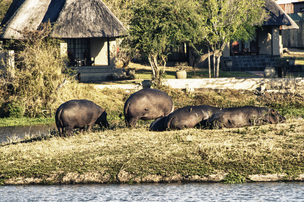 safaris Afrique du Sud