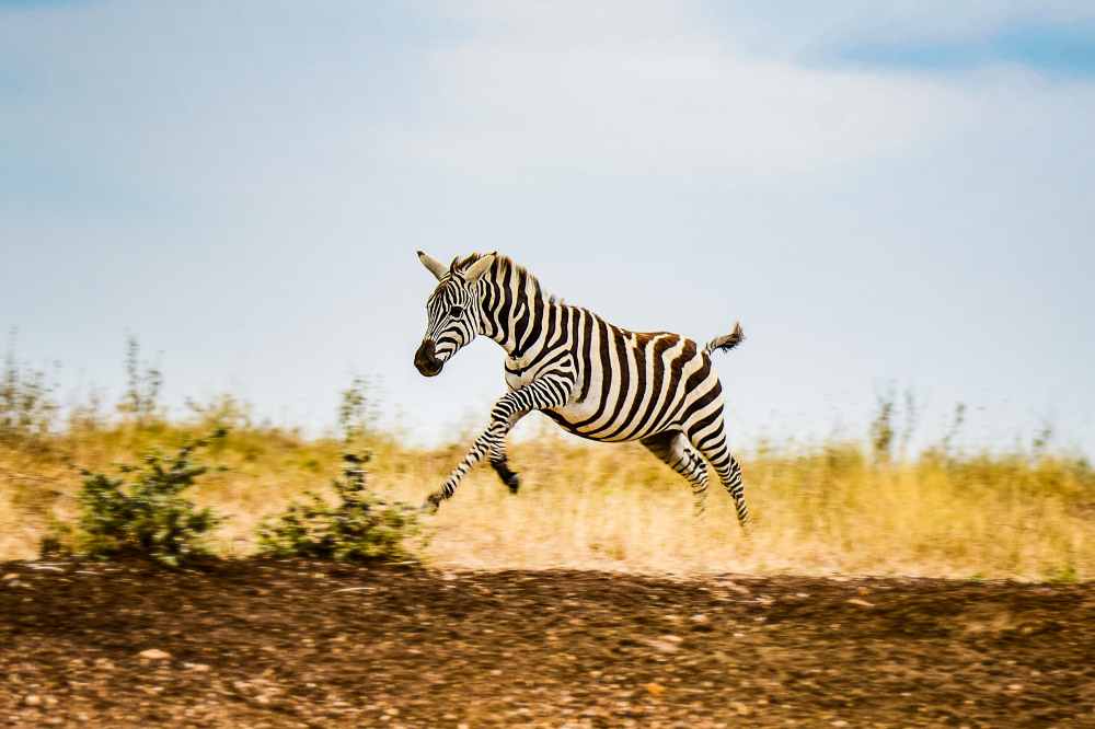 un safari kenyan